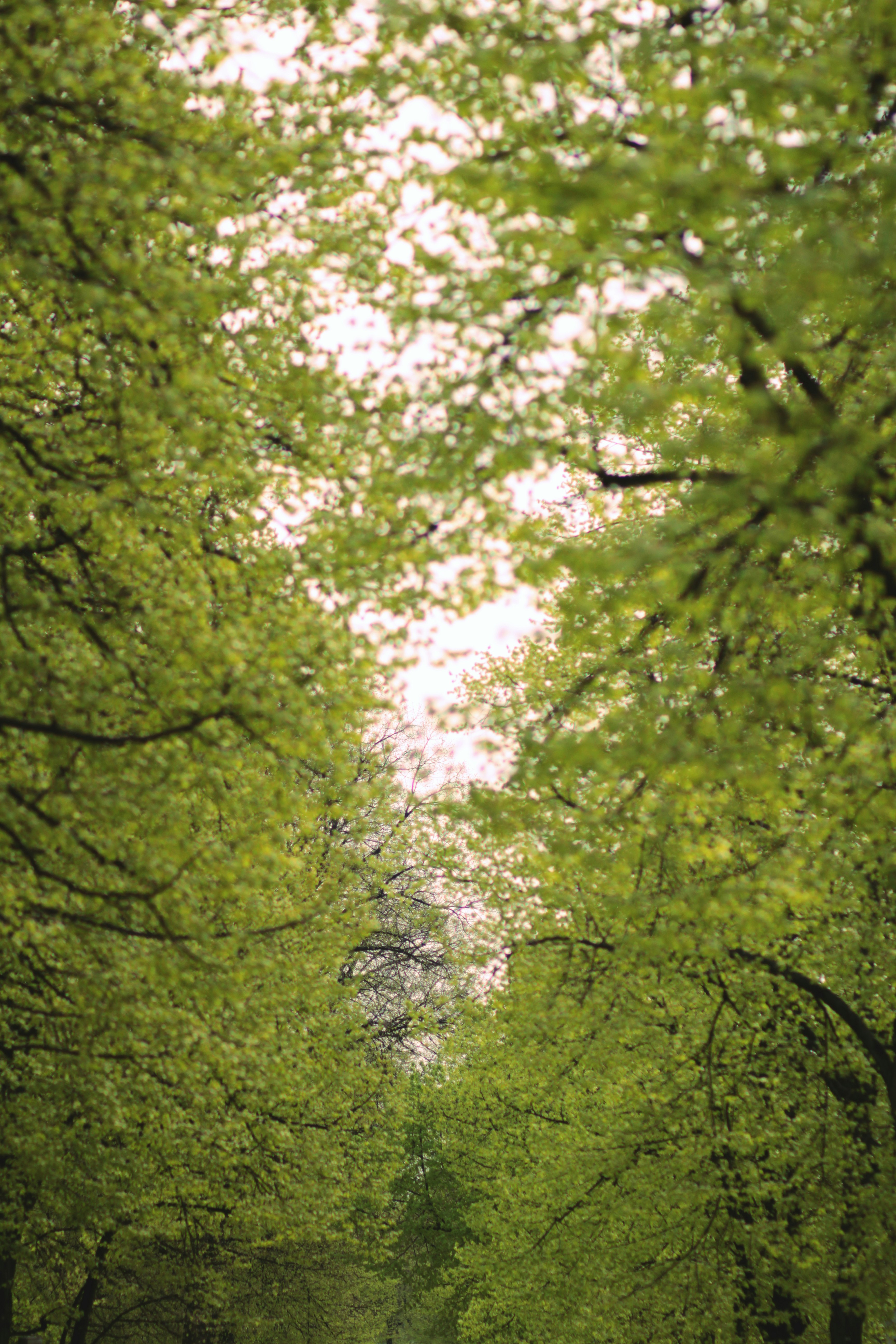 green trees under sunny sky